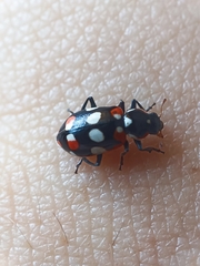 Eriopis connexa