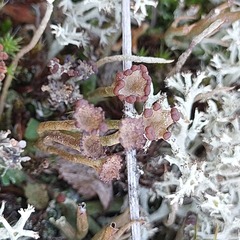 Cladonia gracilis