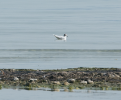 Hydrocoloeus minutus