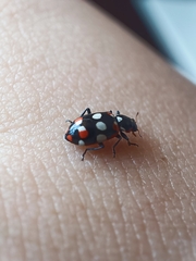 Eriopis connexa