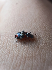 Eriopis connexa