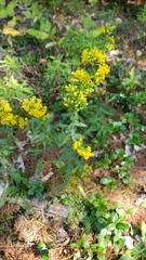 Solidago puberula