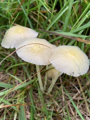 Bolbitius
