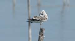 Ichthyaetus melanocephalus