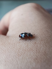 Eriopis connexa