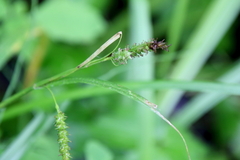 Carex scabrata