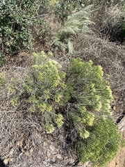 Solidagininae
