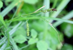 Carex scabrata