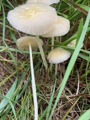 Bolbitius