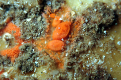 Symplegma rubra