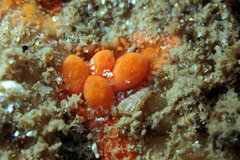 Symplegma rubra