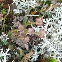 Cladonia gracilis