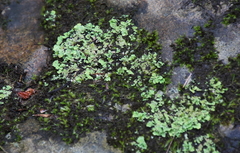 Cladonia ochrochlora