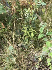 Epipactis helleborine