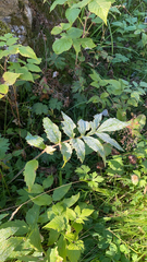 Valeriana officinalis