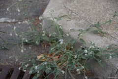 Heliotropium europaeum