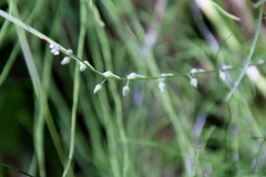 Myosotis arvensis