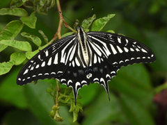 Papilio xuthus