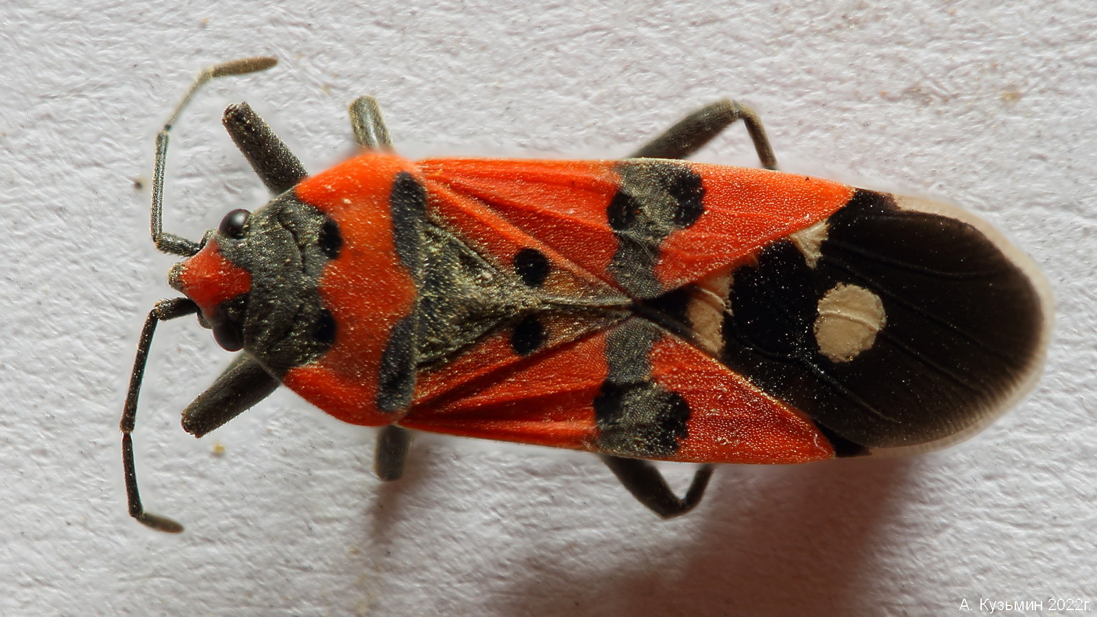 Клоп Lygaeus equestris/simulans