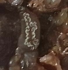 Botrylloides leachii