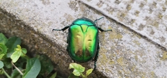 Protaetia speciosissima