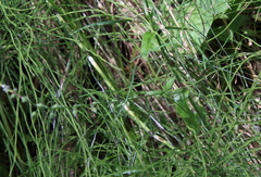 Myosotis arvensis