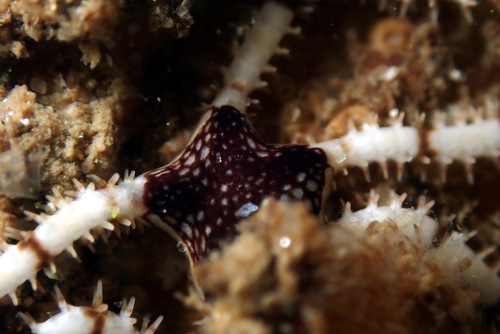 Ophionereis semoni in life