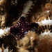 Ophionereis semoni - Photo (c) Matt Tank, algunos derechos reservados (CC BY-NC), subido por Matt Tank