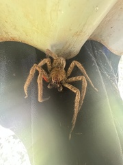 Cupiennius coccineus