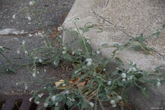 Heliotropium europaeum