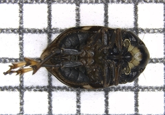 Clastoptera xanthocephala