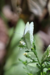 Pieris oleracea