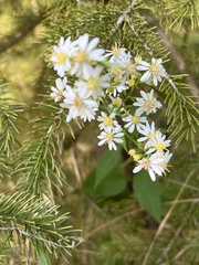 Symphyotrichum urophyllum