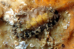 Acanthochitona pilsbryi