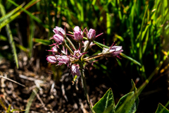 Xysmalobium