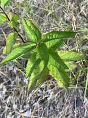 Scrophularia lanceolata