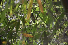 Lonchura striata subsquamicollis