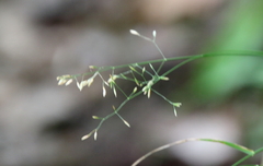 Poa nemoralis