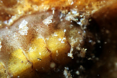 Acanthochitona pilsbryi