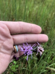 Liatris