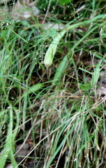 Poa nemoralis