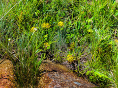 Xysmalobium tysonianum