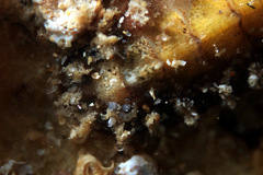 Acanthochitona pilsbryi