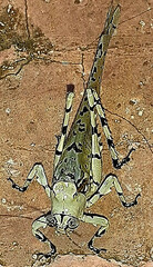 Dysonia