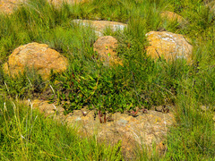 Xysmalobium tysonianum