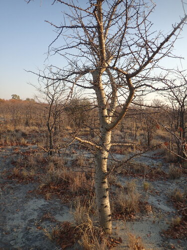 Commiphora glandulosa
