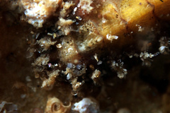 Acanthochitona pilsbryi