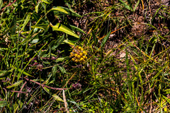 Xysmalobium tysonianum