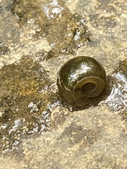 Planorbella trivolvis