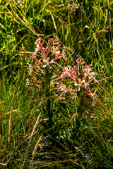 Zaluzianskya microsiphon